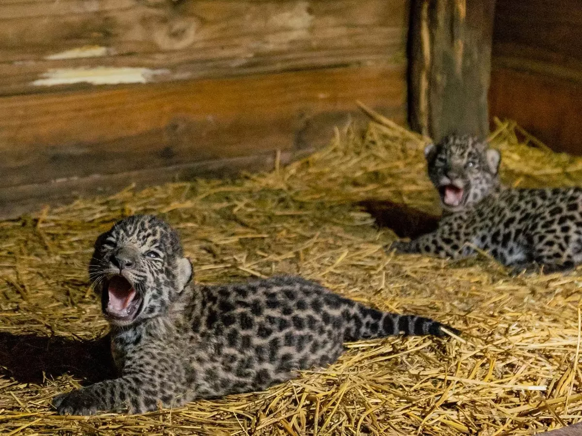 WhatsApp Image 2023-02-24 at 09.35.43