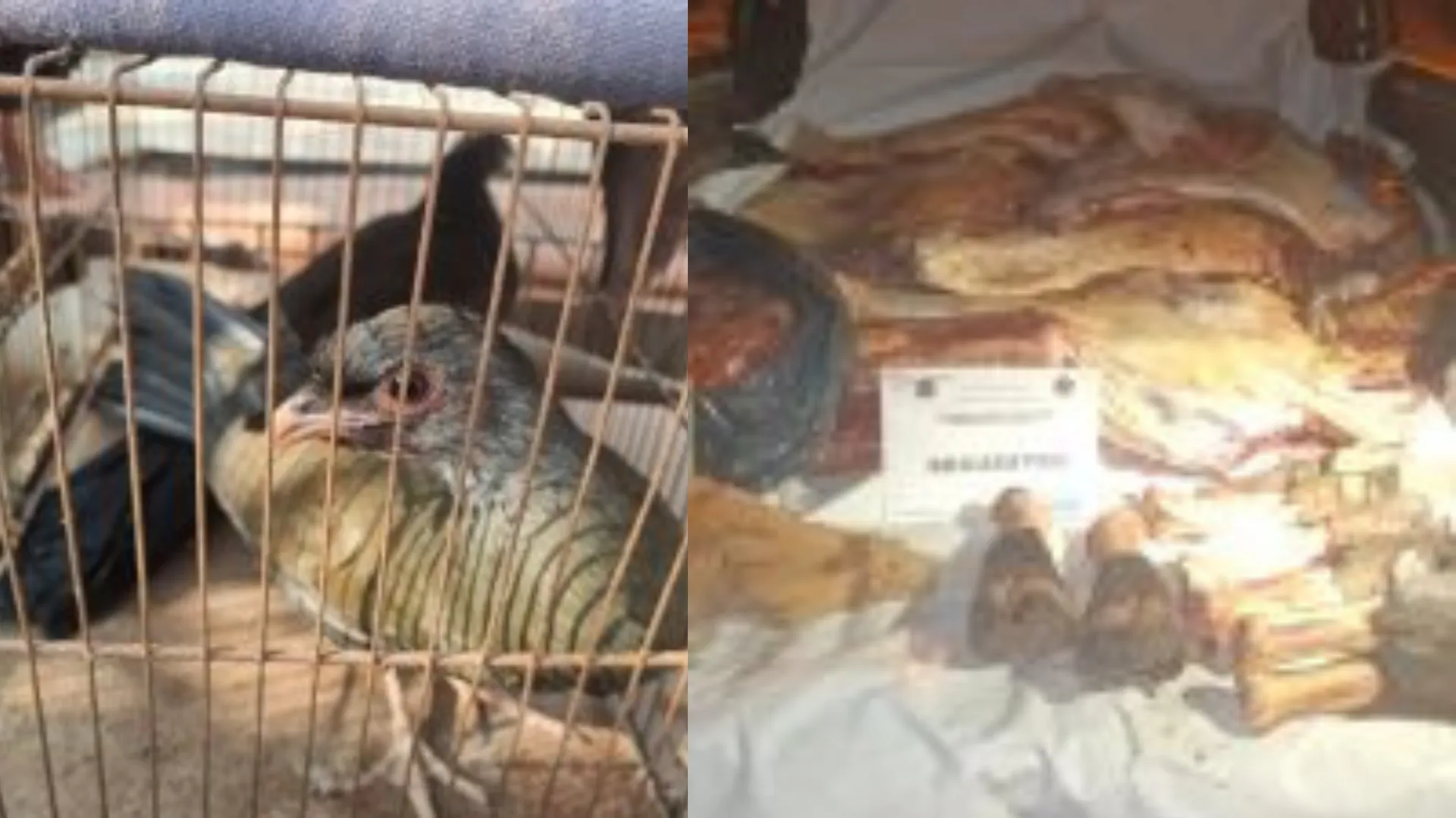 Secuestraron carne en mal estado y liberaron a dos aves silvestres en  cautiverio
