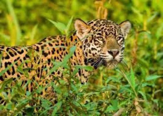 93812-concurso-de-fotografia-sobre-biodiversidad-en-salta-inicia-la-convocatoria-para-jovenes-de-14-a-21-anios