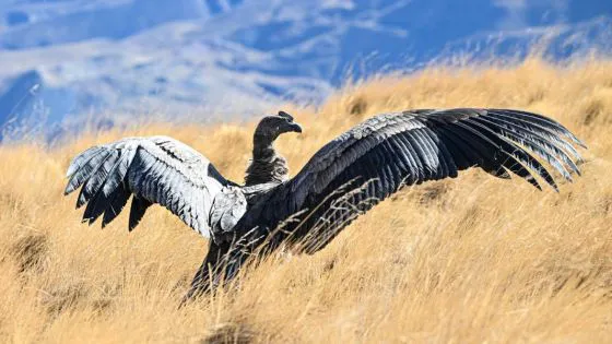 97405-liberaron-un-condor-en-piedra-del-molino-cachi