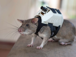 221017154341-06-search-and-rescue-rats-apopo