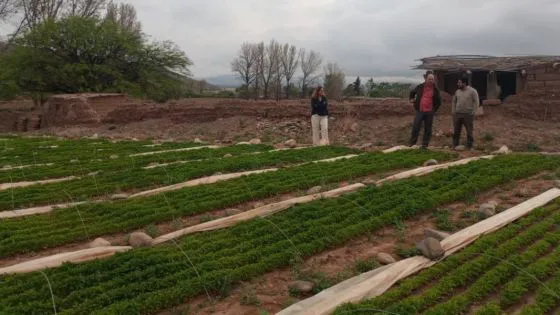 98231-avanza-la-puesta-en-marcha-del-sello-de-denominacion-de-origen-del-pimiento-del-valle-calchaqui