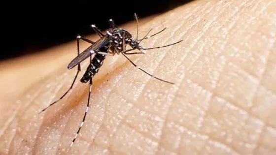 95031-dengue-tres-escuelas-tecnicas-elaboran-repelentes-naturales-de-bajo-costo