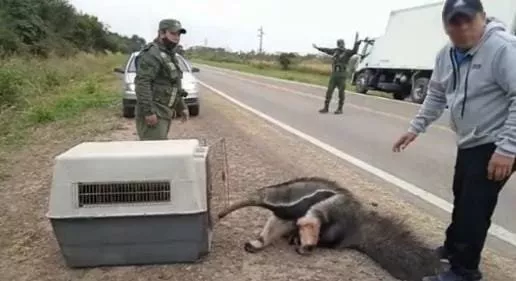 rescatan_a_un_oso_hormiguero_que_se_encontraba_herido_1
