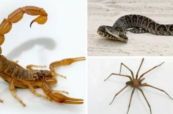 87227-la-epoca-estival-favorece-la-aparicion-de-alacranes-aranias-y-serpientes