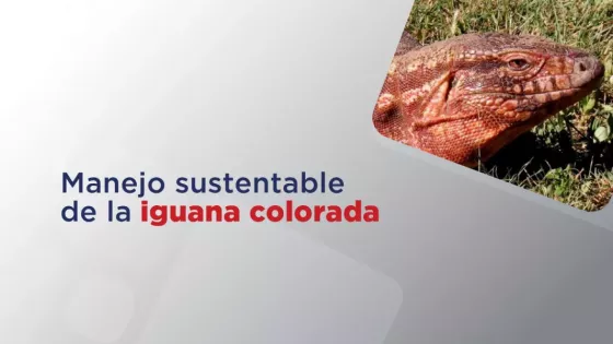 98923-la-provincia-continua-trabajando-en-preservar-la-existencia-de-la-iguana-colorada