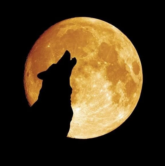 lobo-aullando-a-la-luna.png