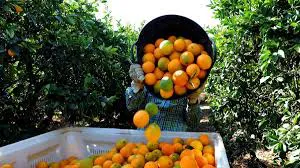 WhatsApp Image 2024-10-07 at 10.39.33