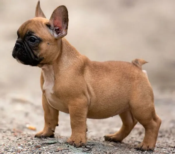 cuidado-bulldog-frances-cachorro-1