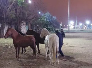 WhatsApp-Image-2025-07-24-at-9.28.58-AM-1-300x222