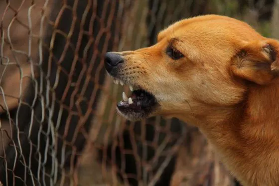 82973-el-hospital-materno-infantil-atiende-por-mes-alrededor-de-50-ninios-mordidos-por-animales