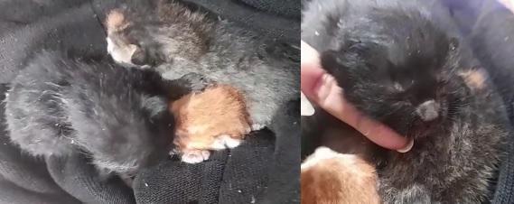 gatitos