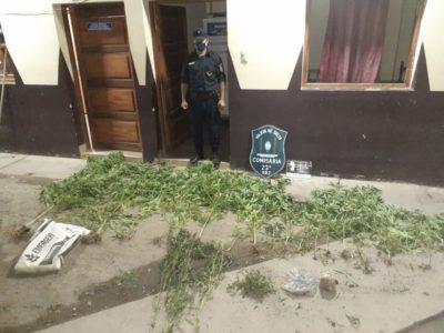 Colonia-Santa-Rosa-Marihuana-400x300