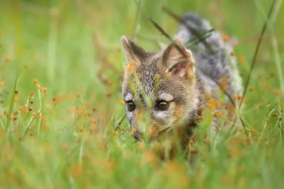 89419-como-actuar-ante-la-presencia-de-animales-silvestres-en-areas-periurbanas
