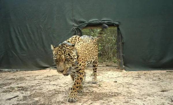 liberacion-yaguarete-acai-chaco-impenetrable-jpg.