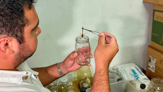 99407-enviaron-al-instituto-malbran-40-alacranes-y-un-ofidio-para-elaboracion-de-antidotos