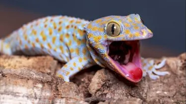 gecko-tokay-weird-animalsjpg
