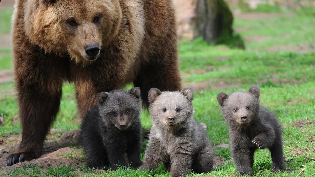 1c956d34-4e07-411c-ba35-2e2fafd290a7_16-9-discover-aspect-ratio_default_0