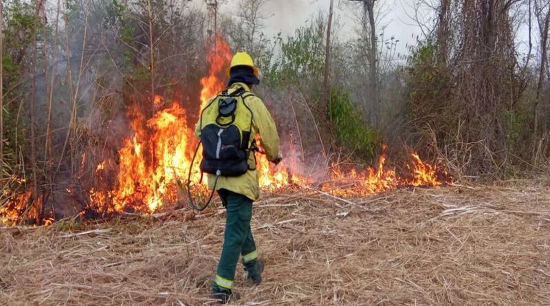 98094-intenso-trabajo-de-lucha-contra-incendios-forestales-en-oran