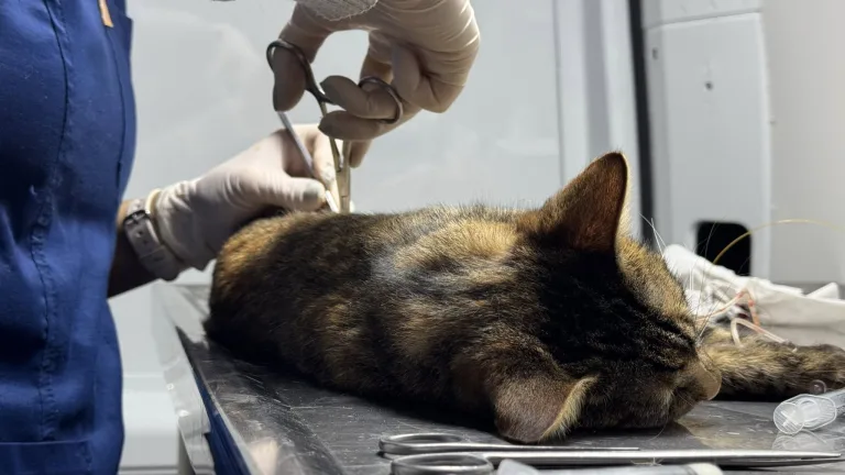 castracion-gatos-7-768x432