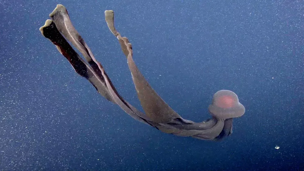 cnne-1122328-observa-a-esta-medusa-fantasma-gigante-hallada-en-las-profundidades-del-mar