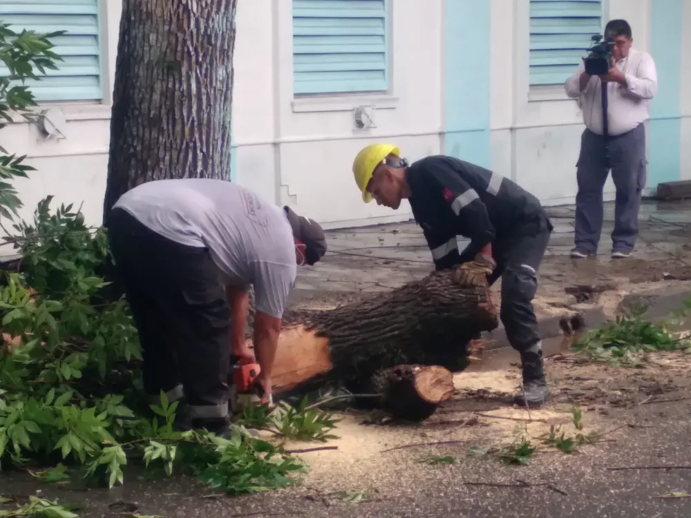 ramas-caidas-vicente-lopez-1-jpg