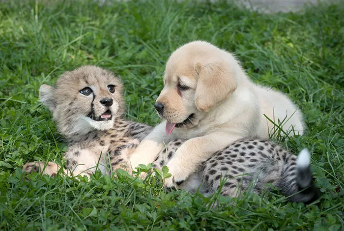 nervous-cheetahs-support-dogs-3-59523e00ce545-700