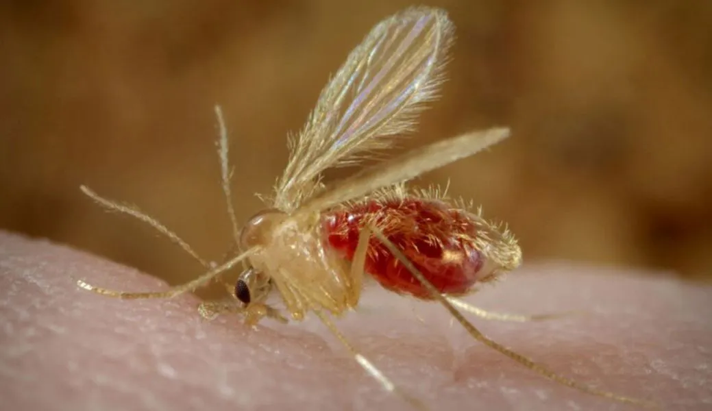 97812-epidemiologia-fortalece-la-vigilancia-por-leishmaniasis-viceral-en-los-departamentos-san-martin-y-rivadavia