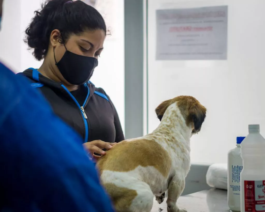 hospital-de-mascotas-10-1024x819