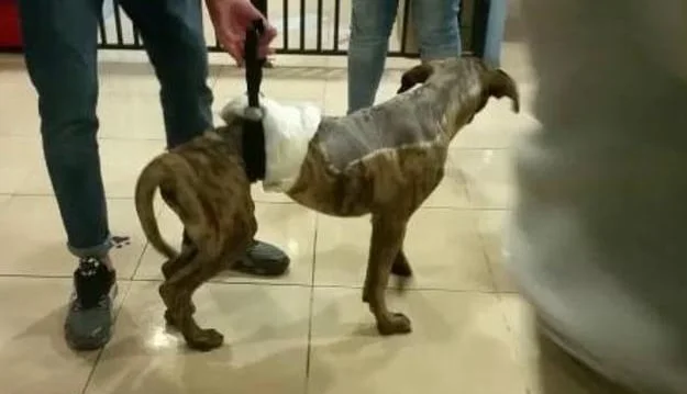 perro-crueldad-animal