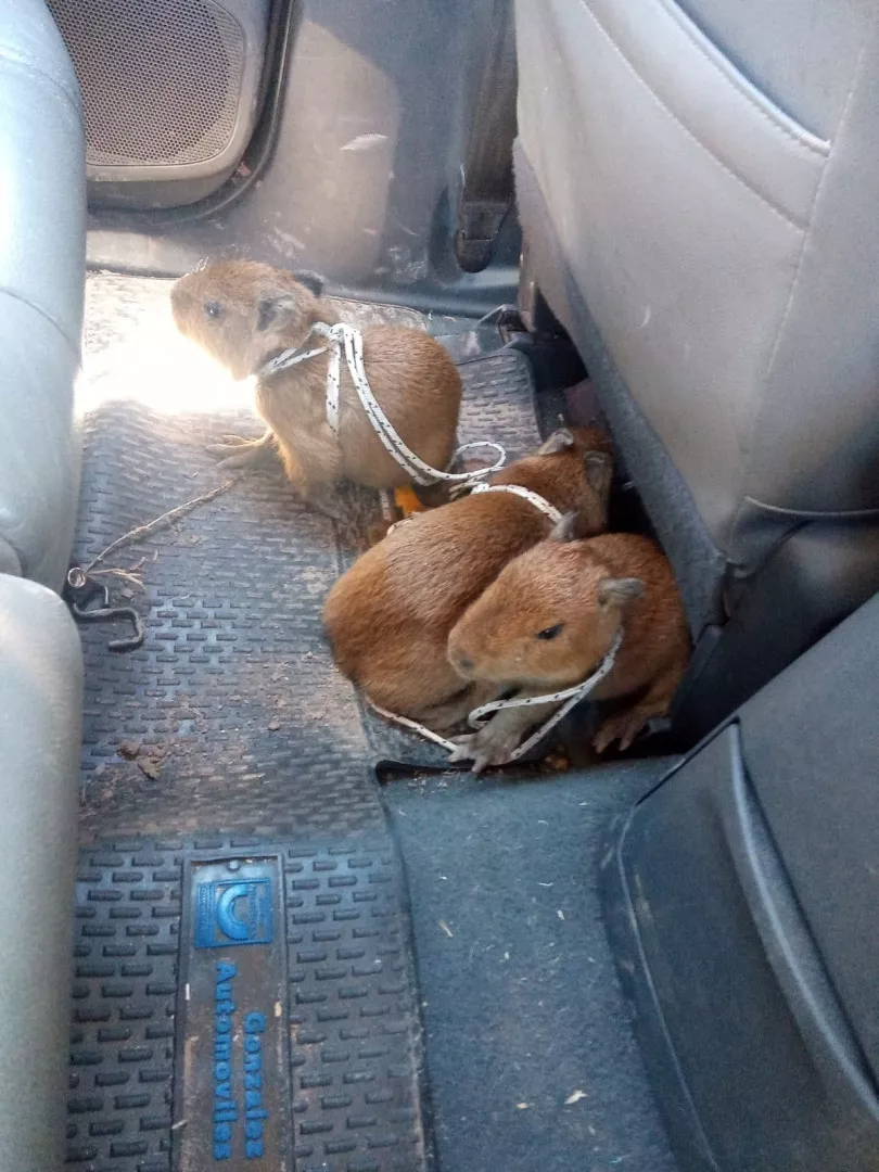 incautan_elementos_de_caza_y_crias_de_carpincho_en_un_control_vial_3