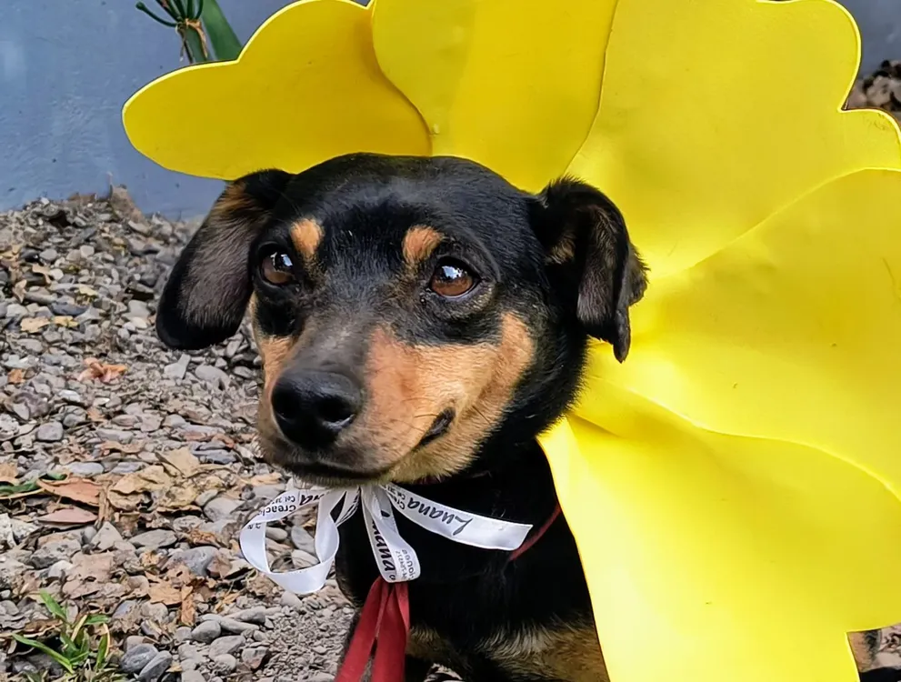 perros-centro-de-adopciones-5-1536x1162