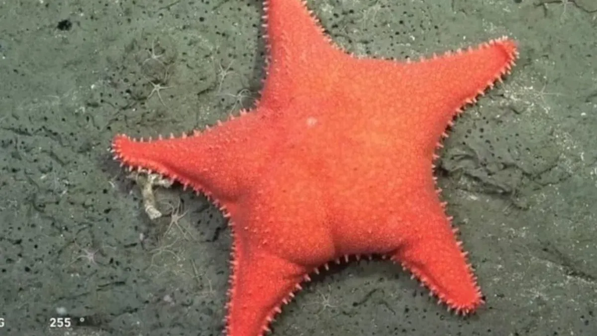 estrella-culona