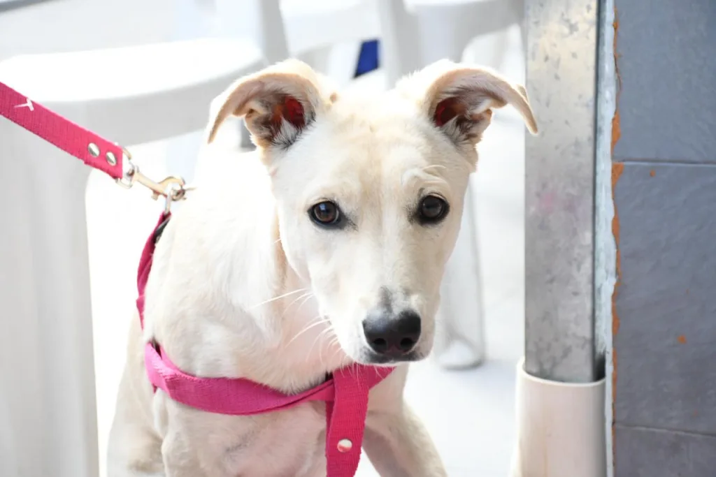 hospital-de-salud-animal-perros-3-1024x683