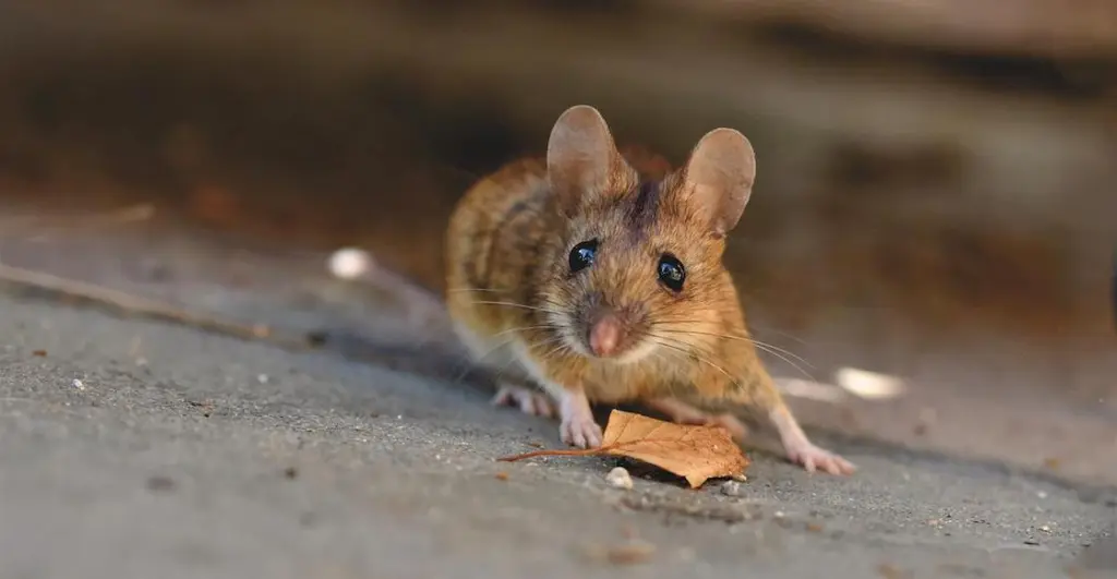 ratas-palacio-nacional-ratones