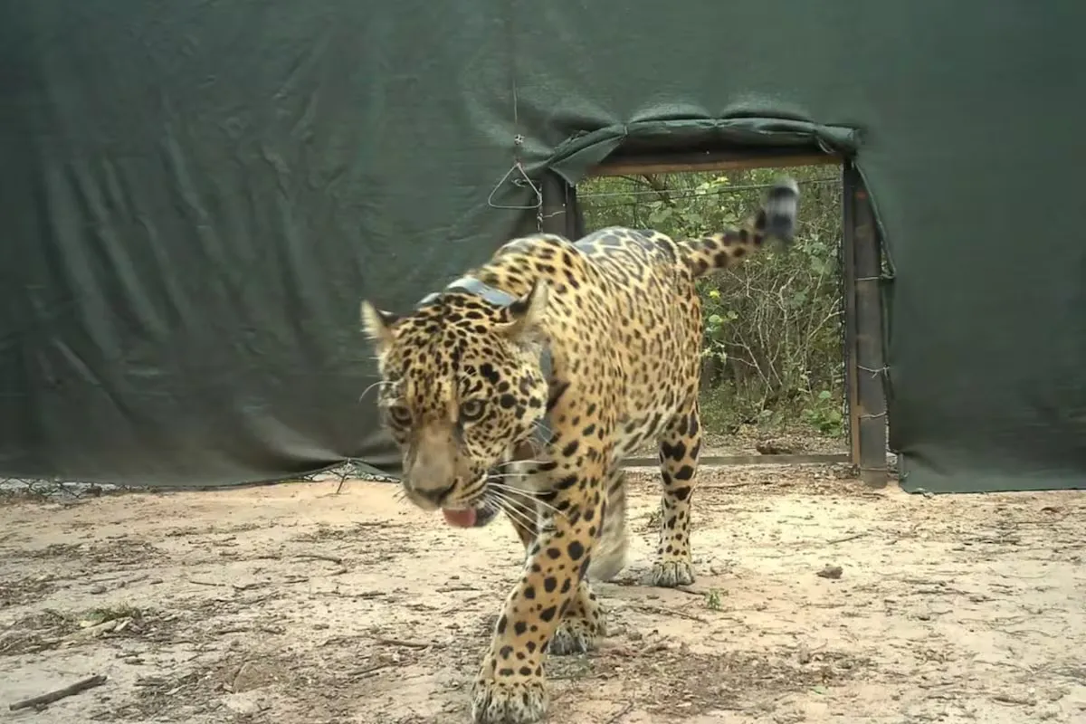 esta-liberacion-fortalece-la-reintroduccion-de-la-FQBDTQGXYNDH7BCEHTH3LGSXJI