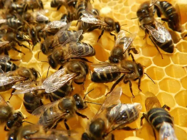 WhatsApp Image 2024-11-07 at 10.03.38