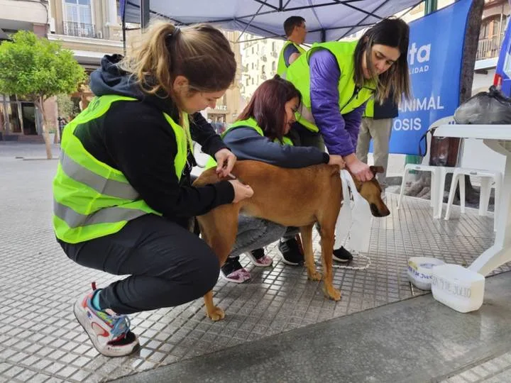 atencion-perros-peregrinos