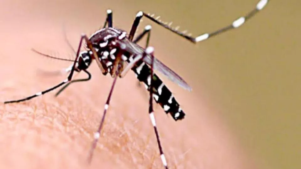 699032-dengue_0