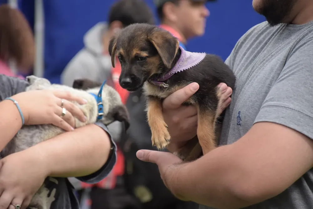 adopciones-nb-medio-maraton-perros-11-1536x1024