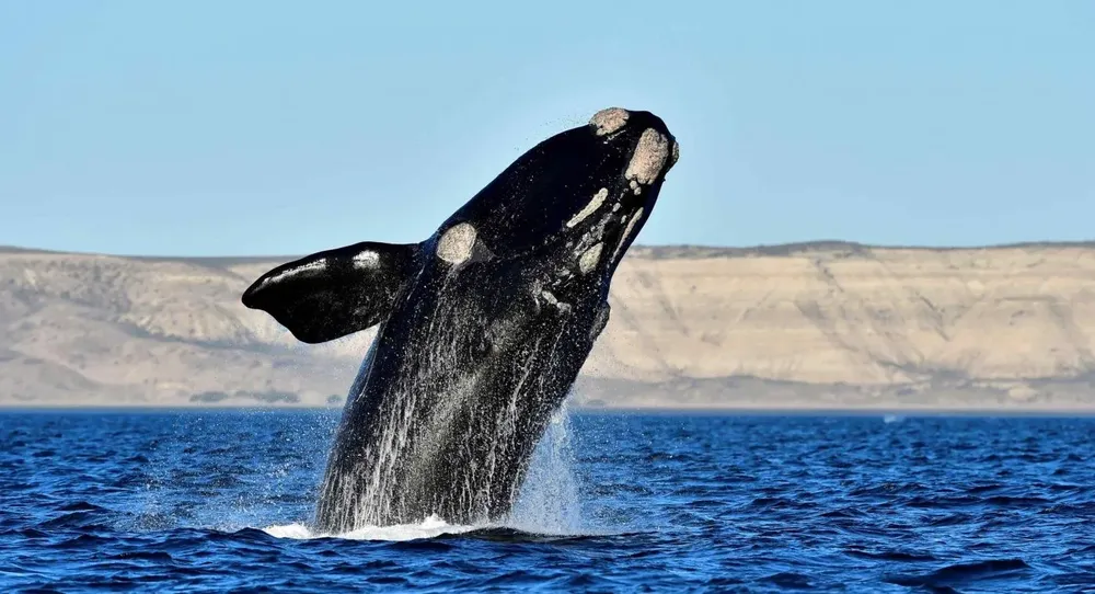 ballena
