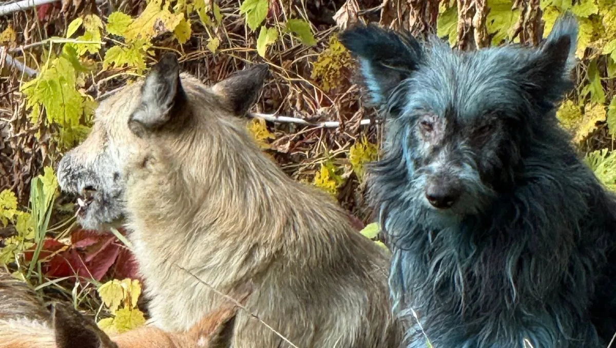 perros-azules-sorprenden-cuidadores-chernobil