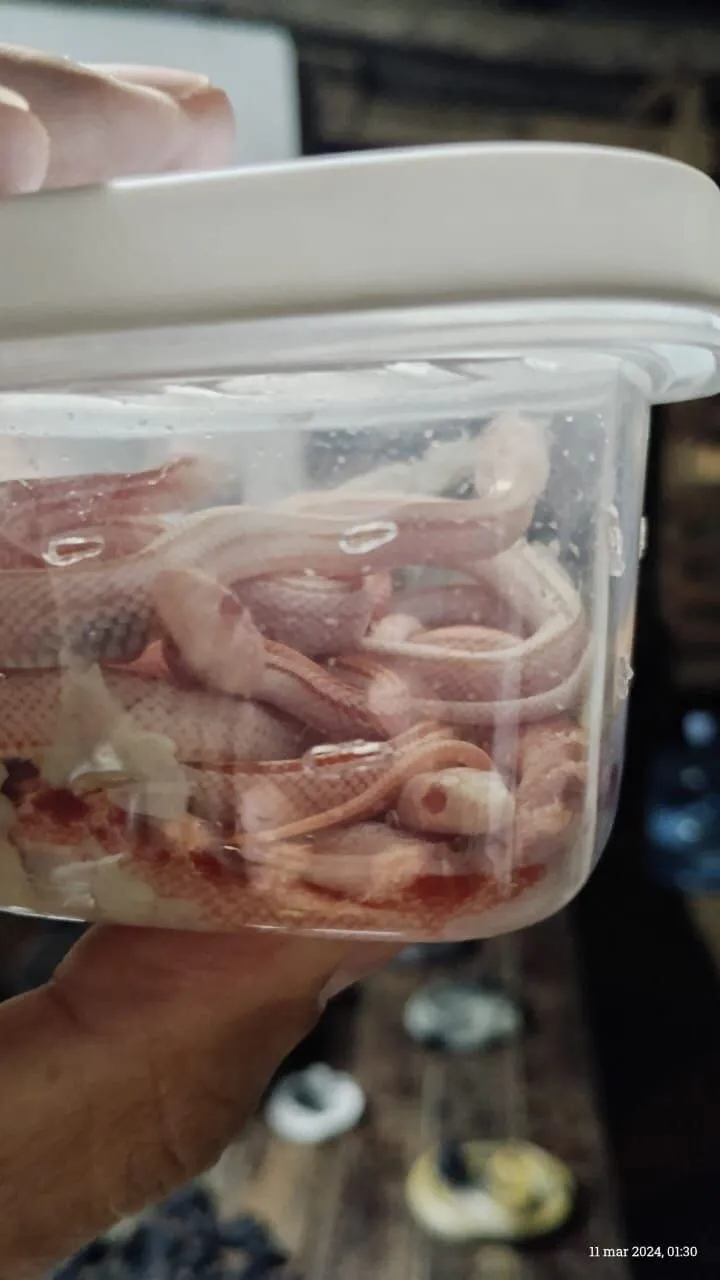 822955-whatsapp-20image-202024-03-12-20at-2013-17-38-20-282-29