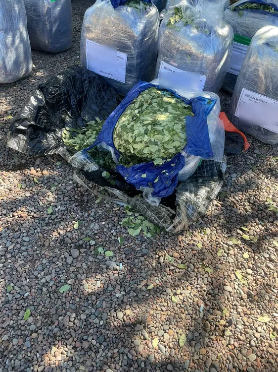 Mendoza 370 kilos de hojas de coca (4)