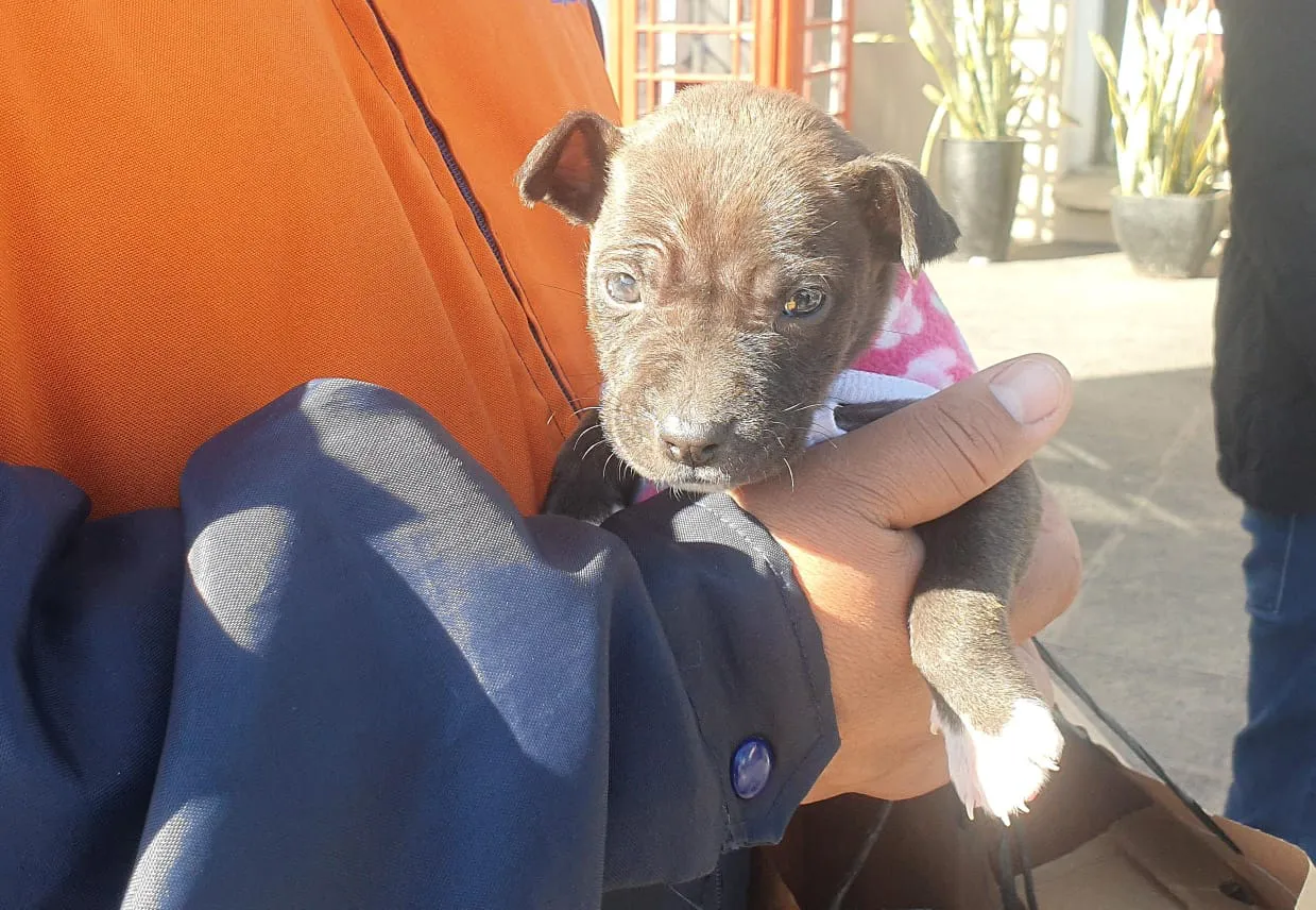 puesto-adopcion-shopping-4