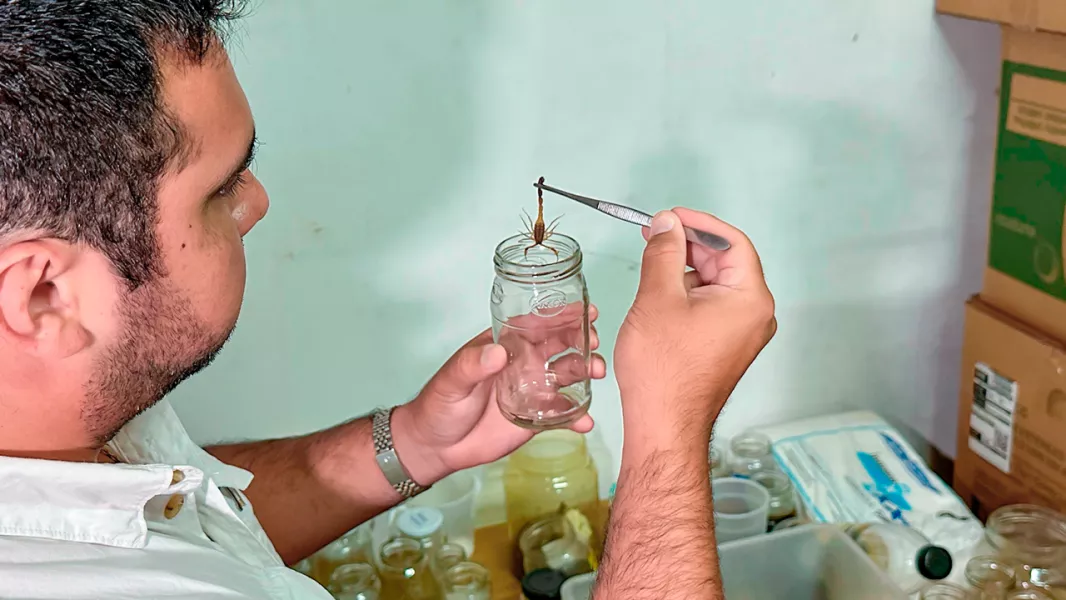 105366-salta-envio-al-instituto-malbran-75-alacranes-para-la-elaboracion-de-antidoto