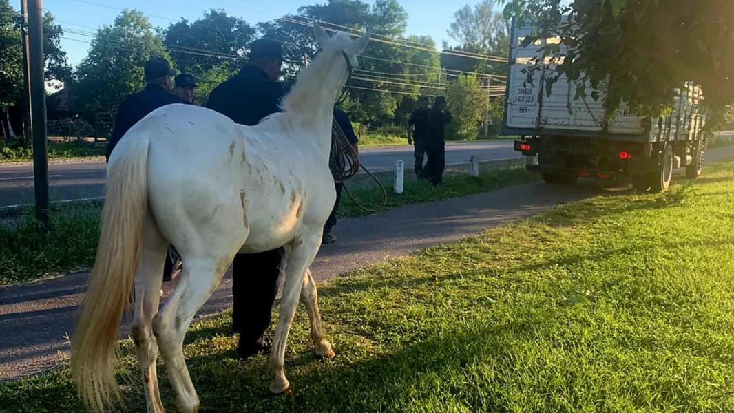 99935-intenso-operativo-policial-por-animales-sueltos-en-el-valle-de-lerma