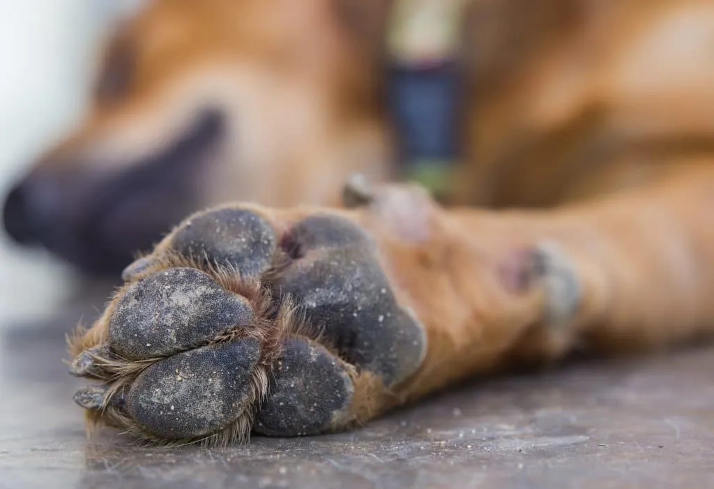 como-proteger-las-almohadillas-de-los-perros-en-verano