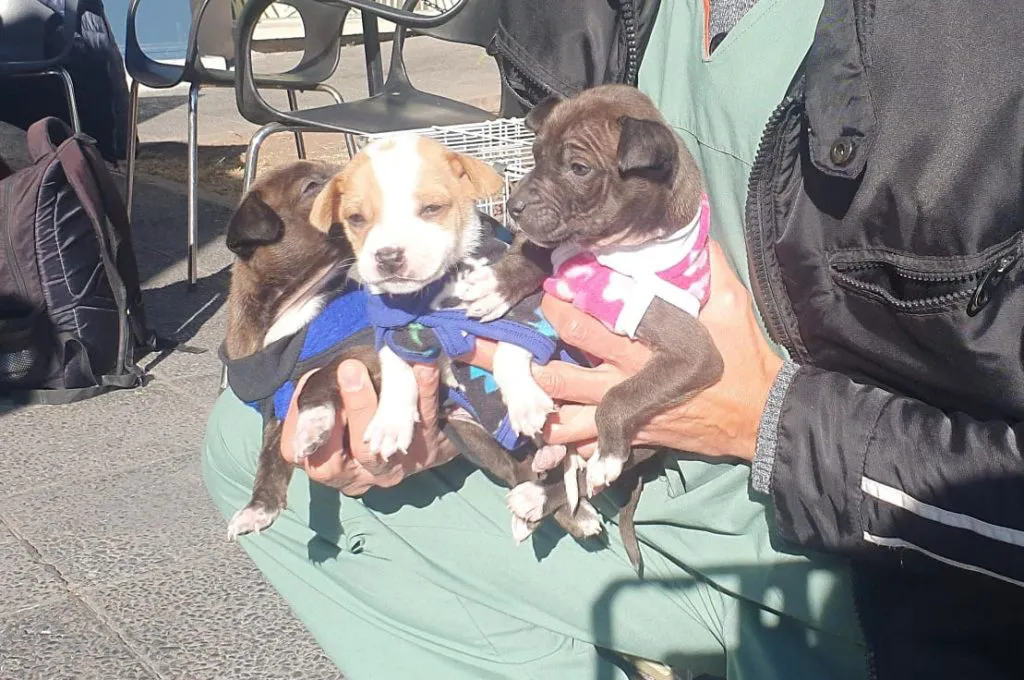 puesto-adopcion-shopping-3-1024x680