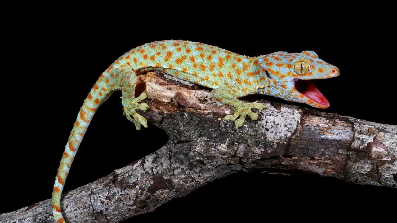descubren-un-sexto-sentido-en-este-animal-1280x720